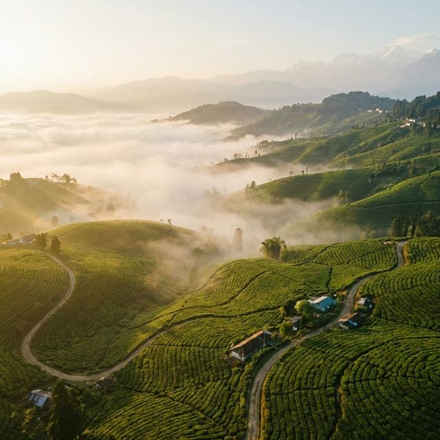 Mist-covered tea gardens